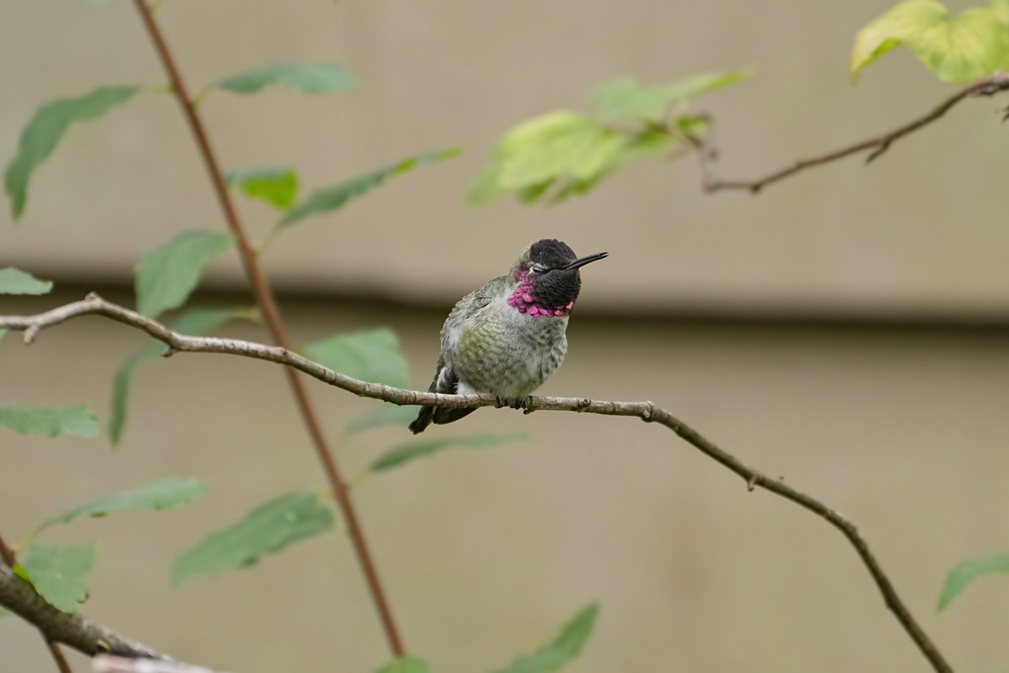 A male Anna's Hummingbird on a branch, singing. Its gorget is a little bit pink
