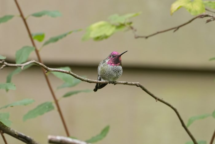 A male Anna's Hummingbird on a branch, singing. Its gorget is mostly pink
