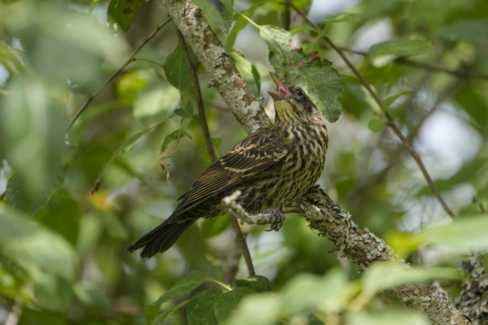 An immature Red-winged Blackbird is up in a tree surrounded by greenery, and screaming for its parents