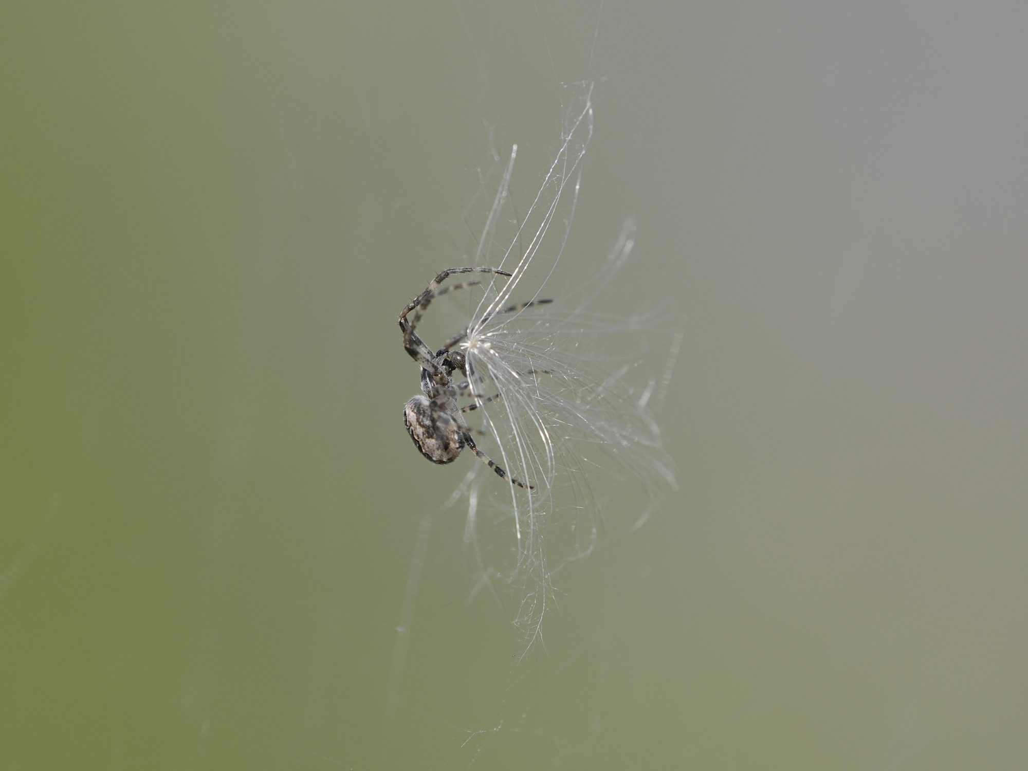 An Orb Weaver spider is trying to handle a large fluffy seed that landed in its web