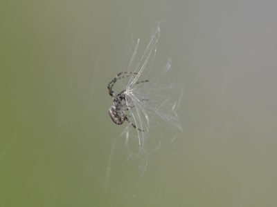 An Orb Weaver spider is trying to handle a large fluffy seed that landed in its web