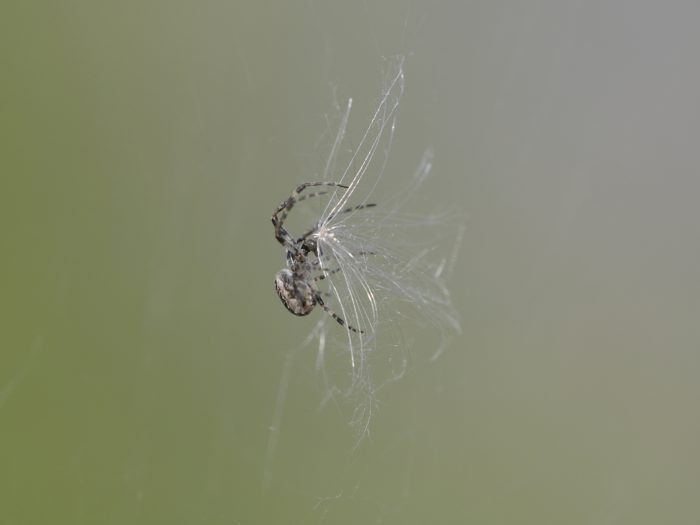 An Orb Weaver spider is trying to handle a large fluffy seed that landed in its web