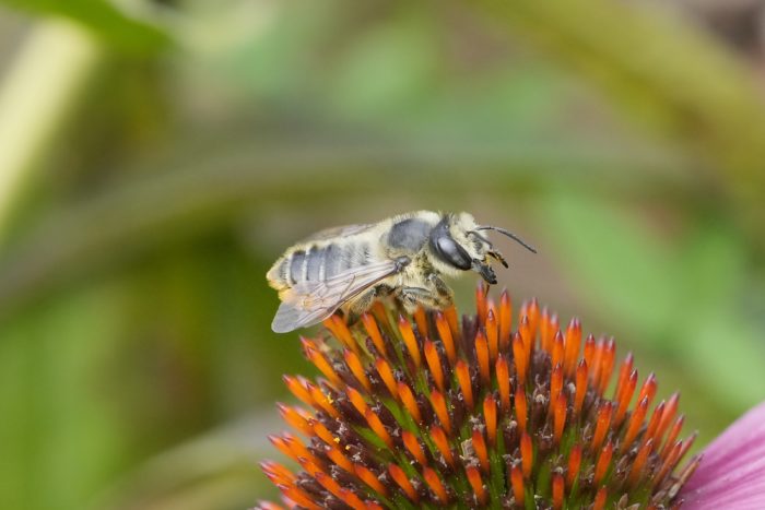 A leafcutter bee on a coneflower