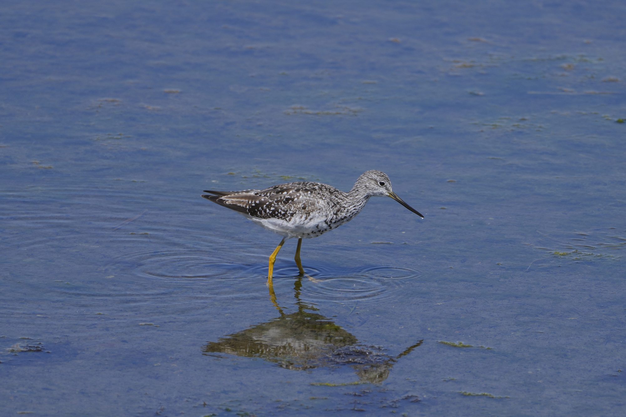 A Greater Yellowlegs is standing in shallow water