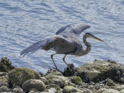 A Great Blue Heron on the seawall walking on rocks and spreading its wings to keep its balance