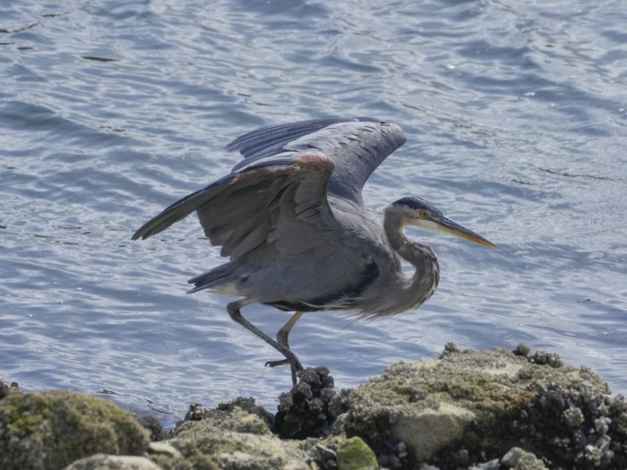 A Great Blue Heron on the seawall walking on rocks and spreading its wings to keep its balance