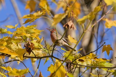 A male House Finch is in a maple tree surrounded by yellow foliage, munching on a seed