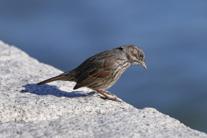 A Song Sparrow is standing at the edge of the seawall, looking down and out at the water