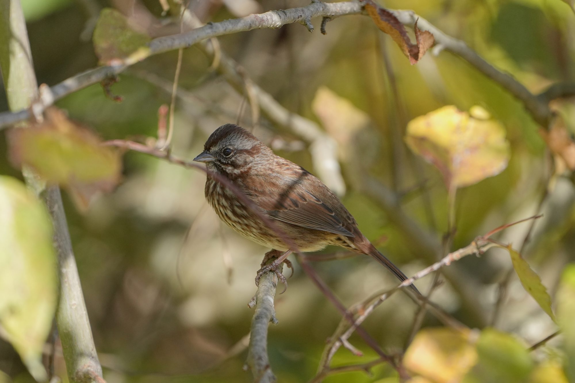 A Song Sparrow is sitting on a branch, surrounded by yellow fall foliage, partly in the shade