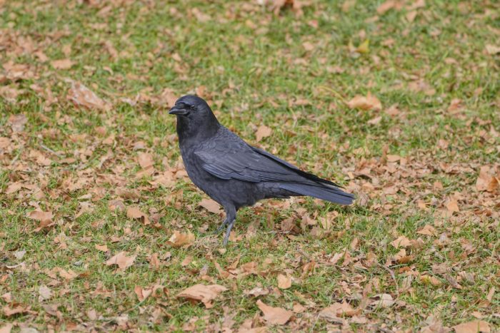 A crow is standing in grass that's covered in dead brown leaves