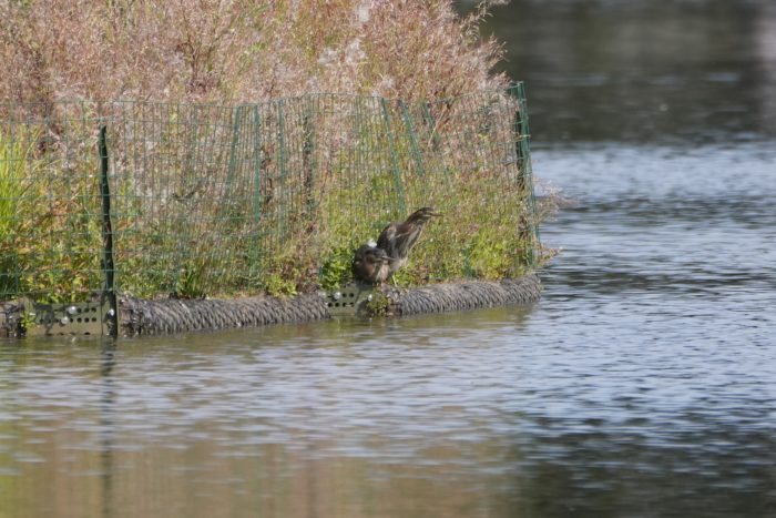 Two Green Herons on a small island out in the water. One has its neck extended