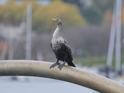 A Double-crested Cormorant with unusually pale neck and chest, standing tall on an arm of "Brush With Illumination"