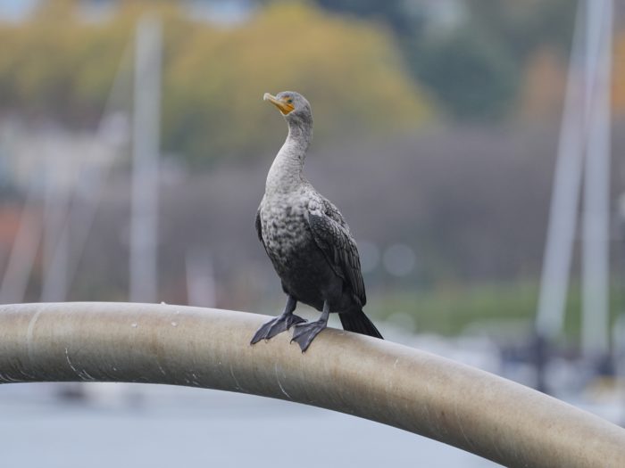 A Double-crested Cormorant with unusually pale neck and chest, standing tall on an arm of "Brush With Illumination"