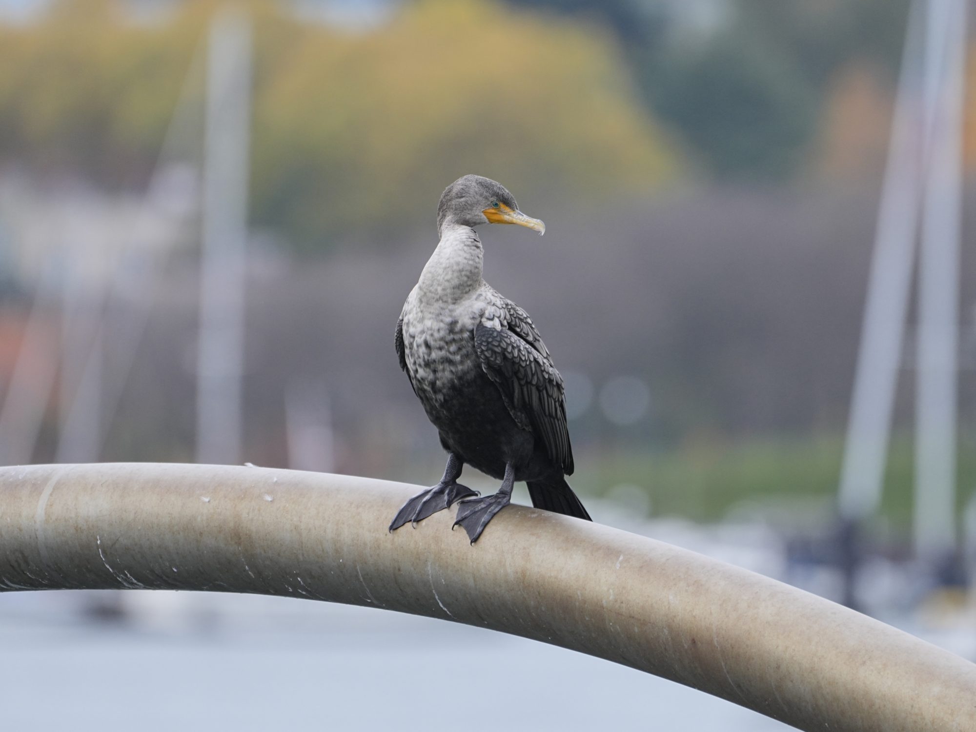 A Double-crested Cormorant with unusually pale neck and chest, looking to one side on an arm of 