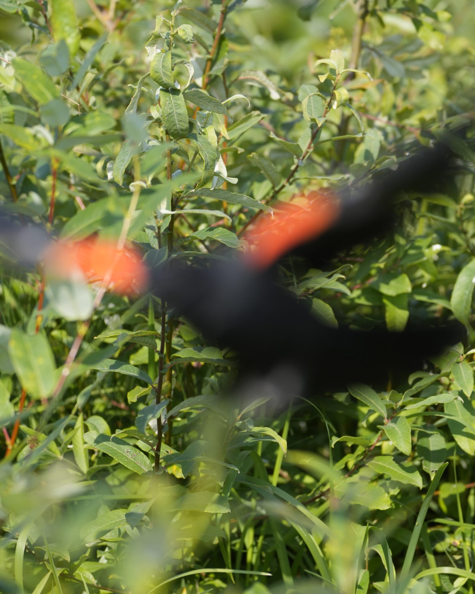 A very out of focus shot of a male Red-winged Blackbird in flight. The background greenery is in focus