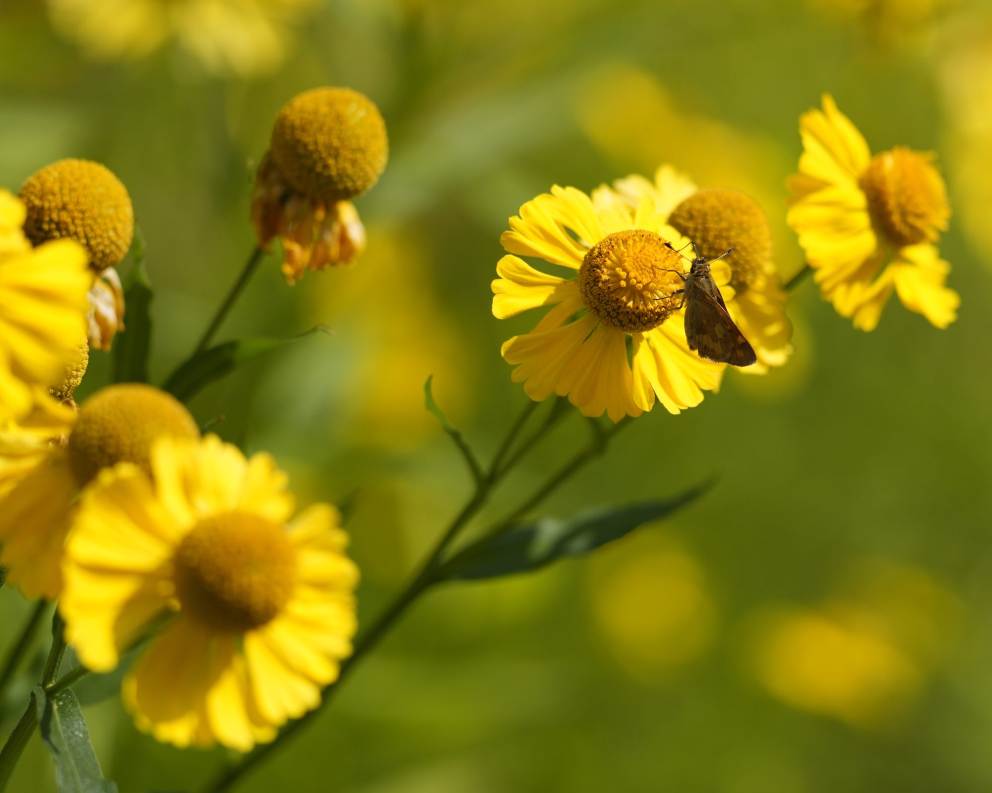 Some bright yellow flowers on a green background; one of them has a Woodland Skipper, a small red-brown butterfly