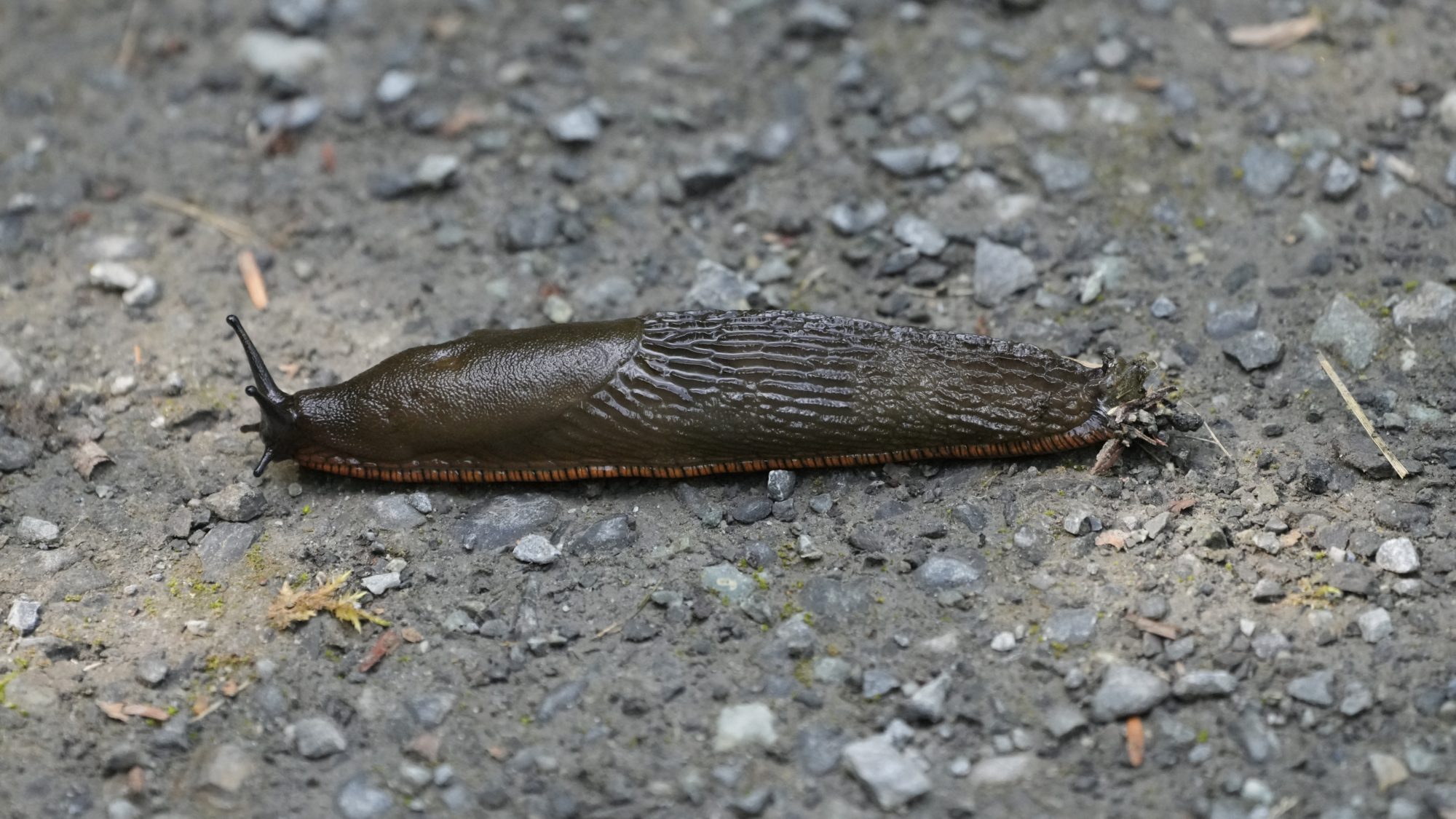 A black slug on the gravelly trail