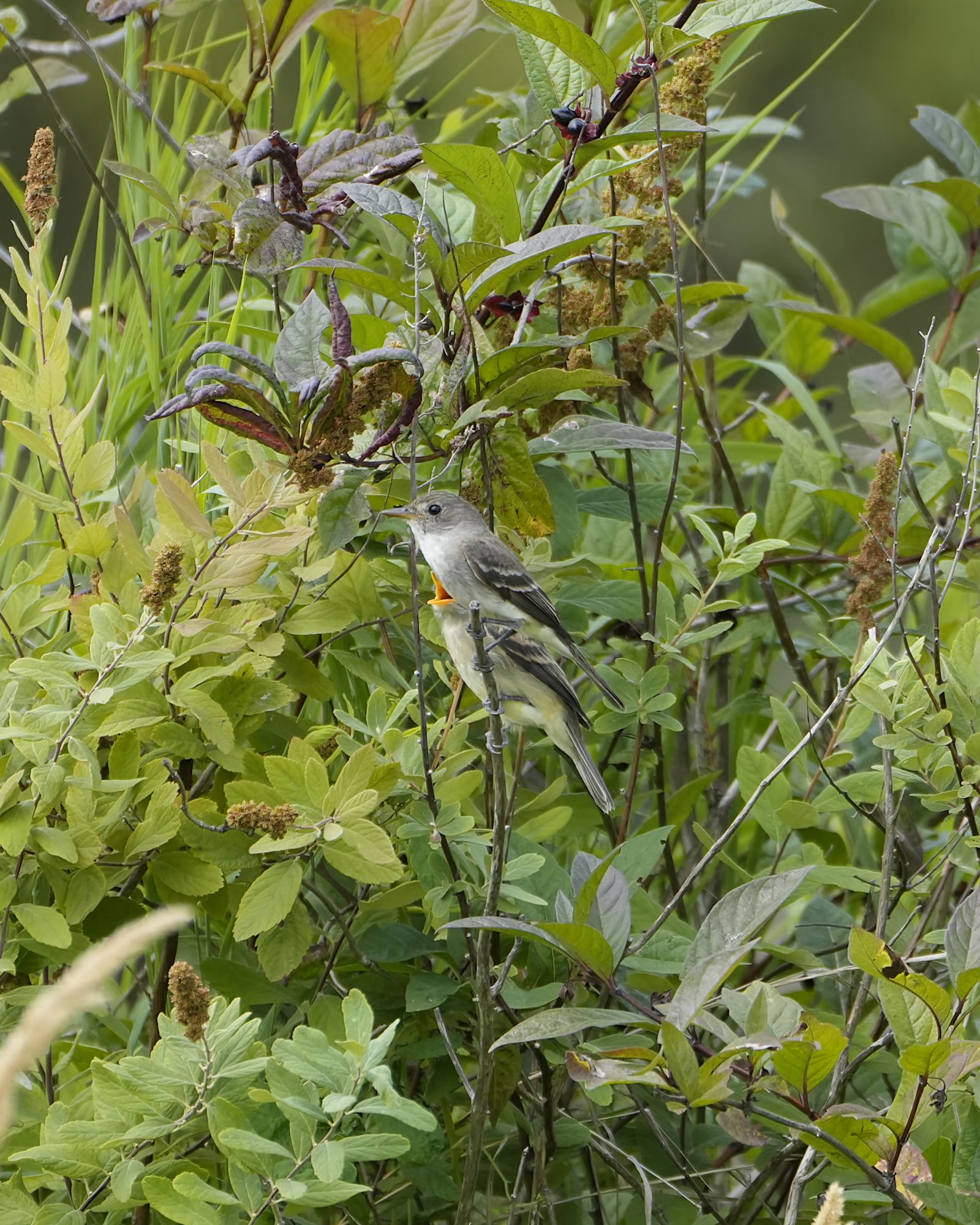 Two Western Wood-pewees -- small grey flycatcher-like birds -- sitting in greenery. One is facing camera left, one just behind it is begging with wide-open mouth