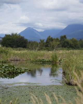 A small pond with trees and forests in the background, and yellowish reeds in the foreground