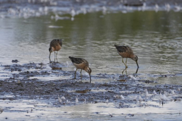 Three Long-billed Dowitchers are foraging in the shallow water