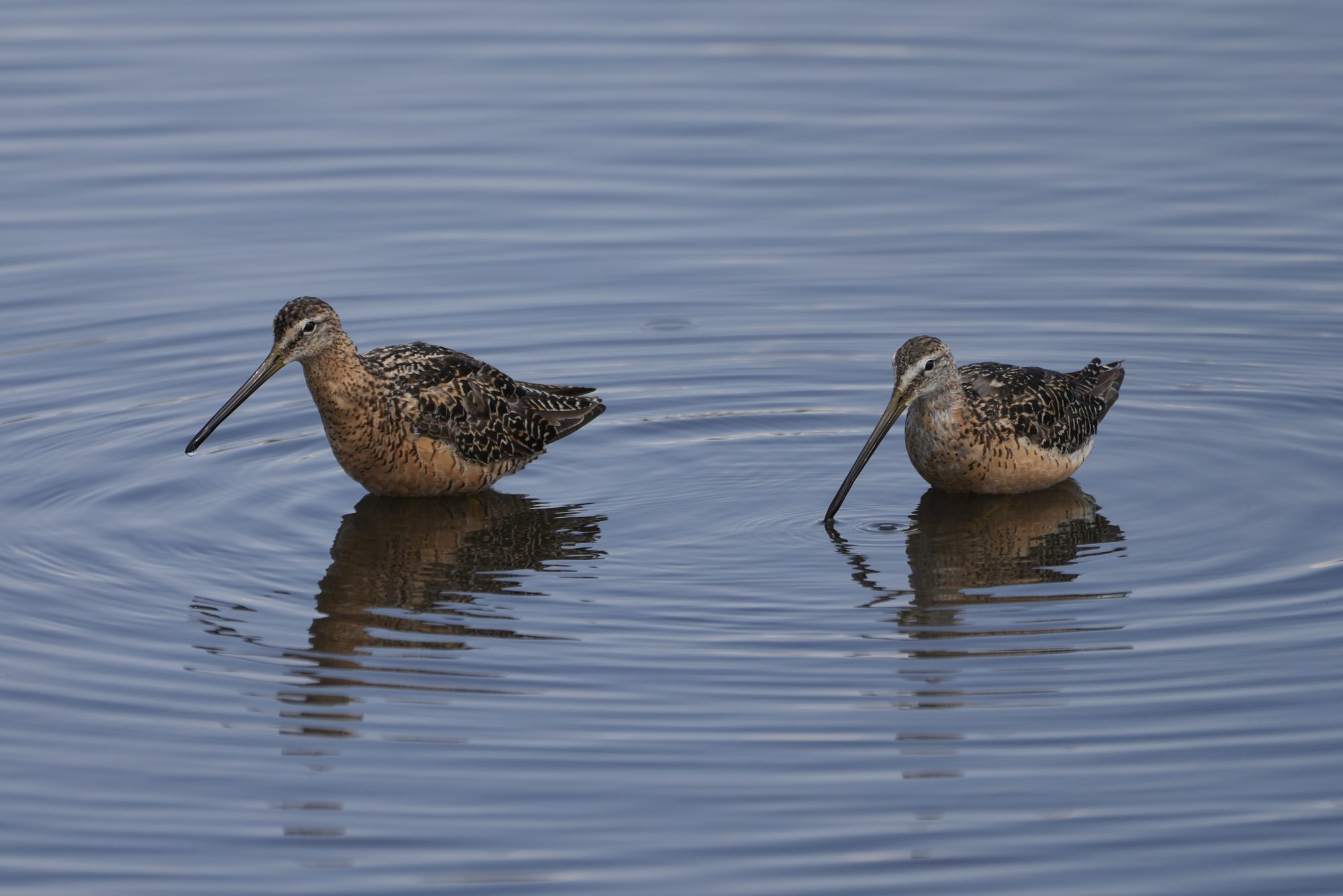 Two Long-billed Dowitchers are standing in water