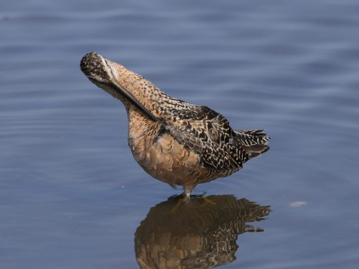A Long-billed Dowitcher is standing in shallow water, using its very long bill to preen around its chest