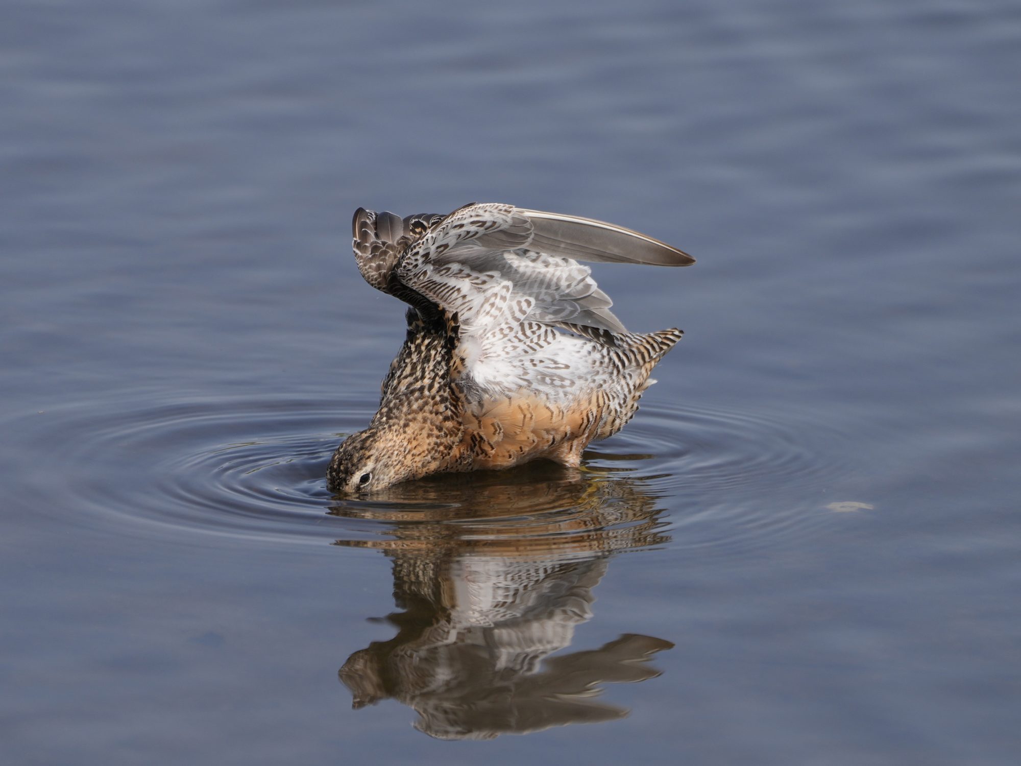 A Long-billed Dowitcher is foraging with its head partly underwater, and stretching its wings
