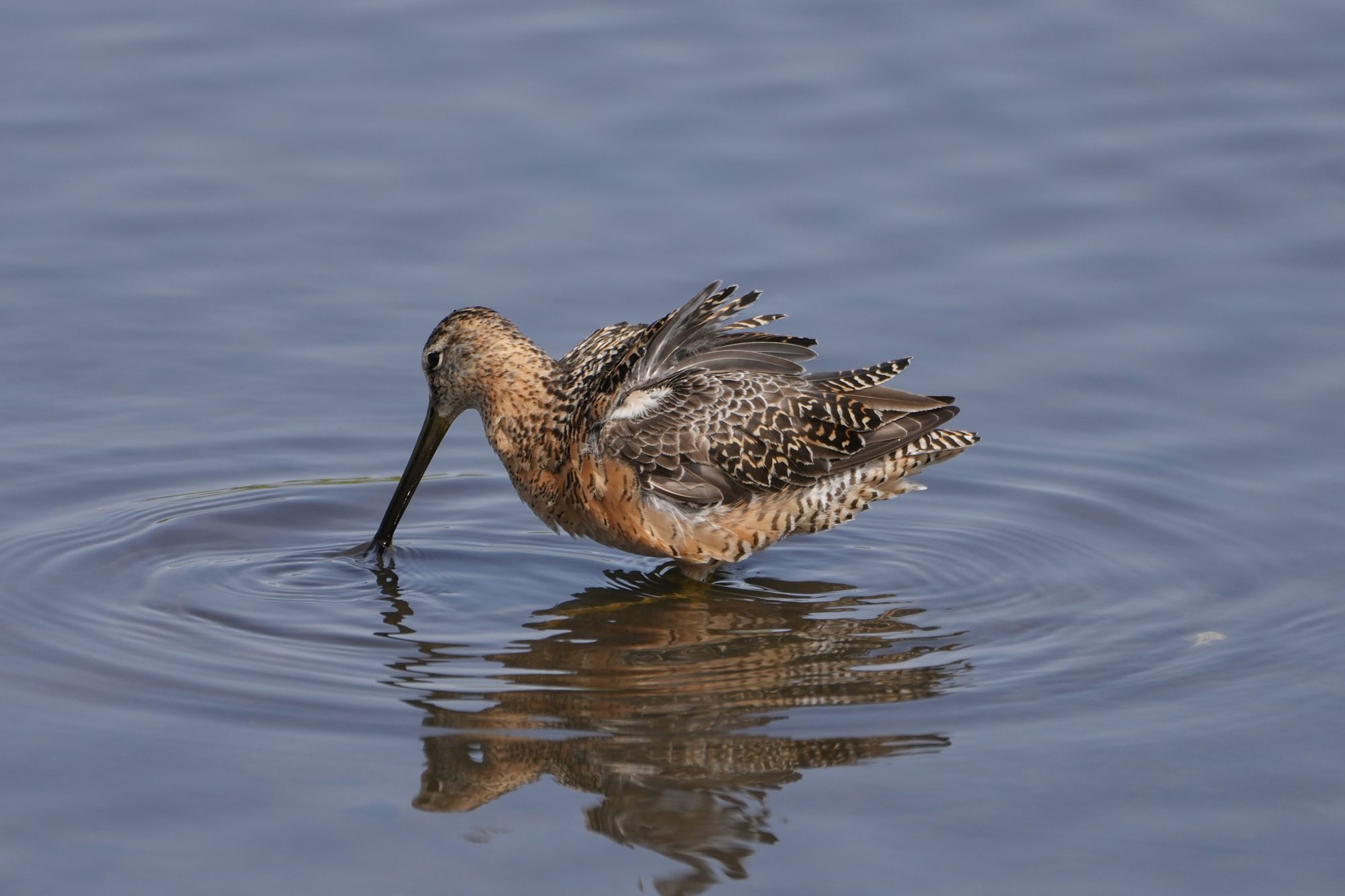 A Long-billed Dowitcher is foraging, its back feathers slightly ruffled