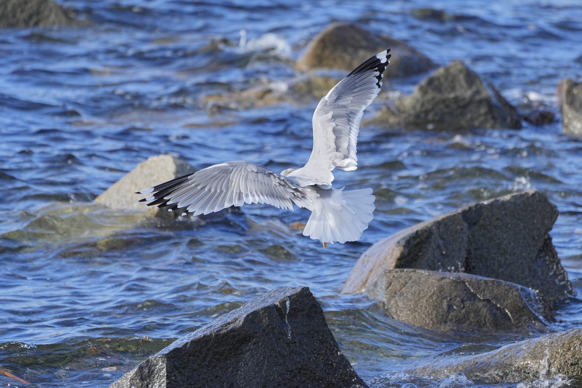 A Short-billed Gull, facing away from us, landing on some rocks just off the seawall. It is facing away from us and its wings and tail are spread wide