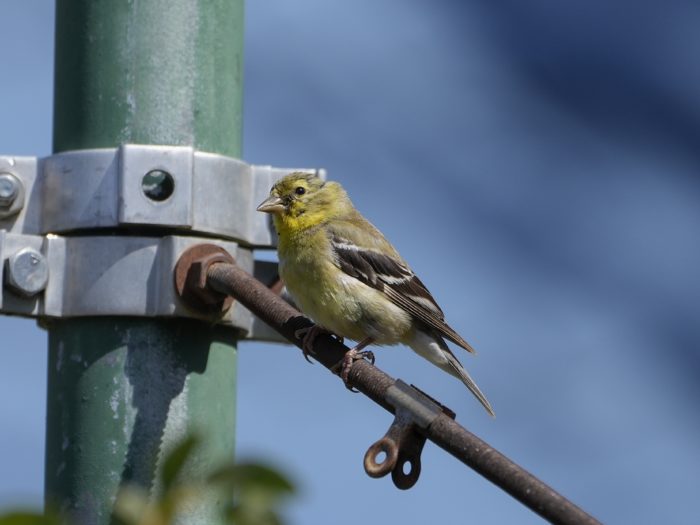 A goldfinch on a support wire, facing left