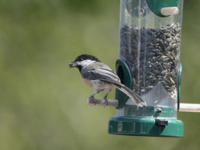 A Black-capped Chickadee is by a seed feeder, holding a little seed in its beak