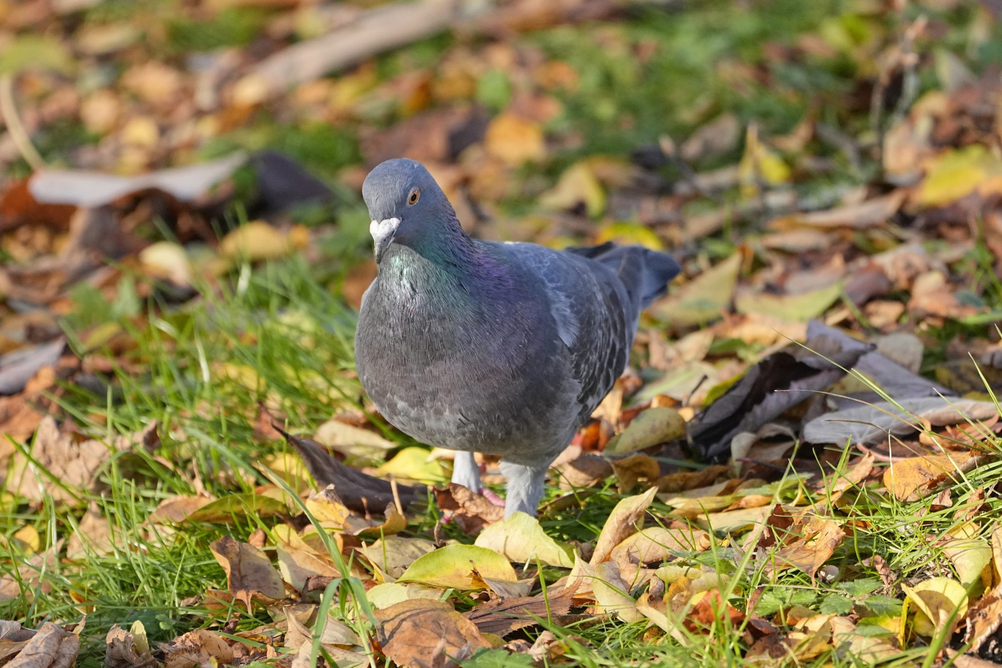 A pigeon walking amongst the fall foliage