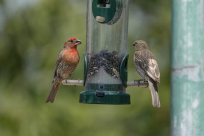Two House Finches -- one male, one female -- are sitting on a feeder