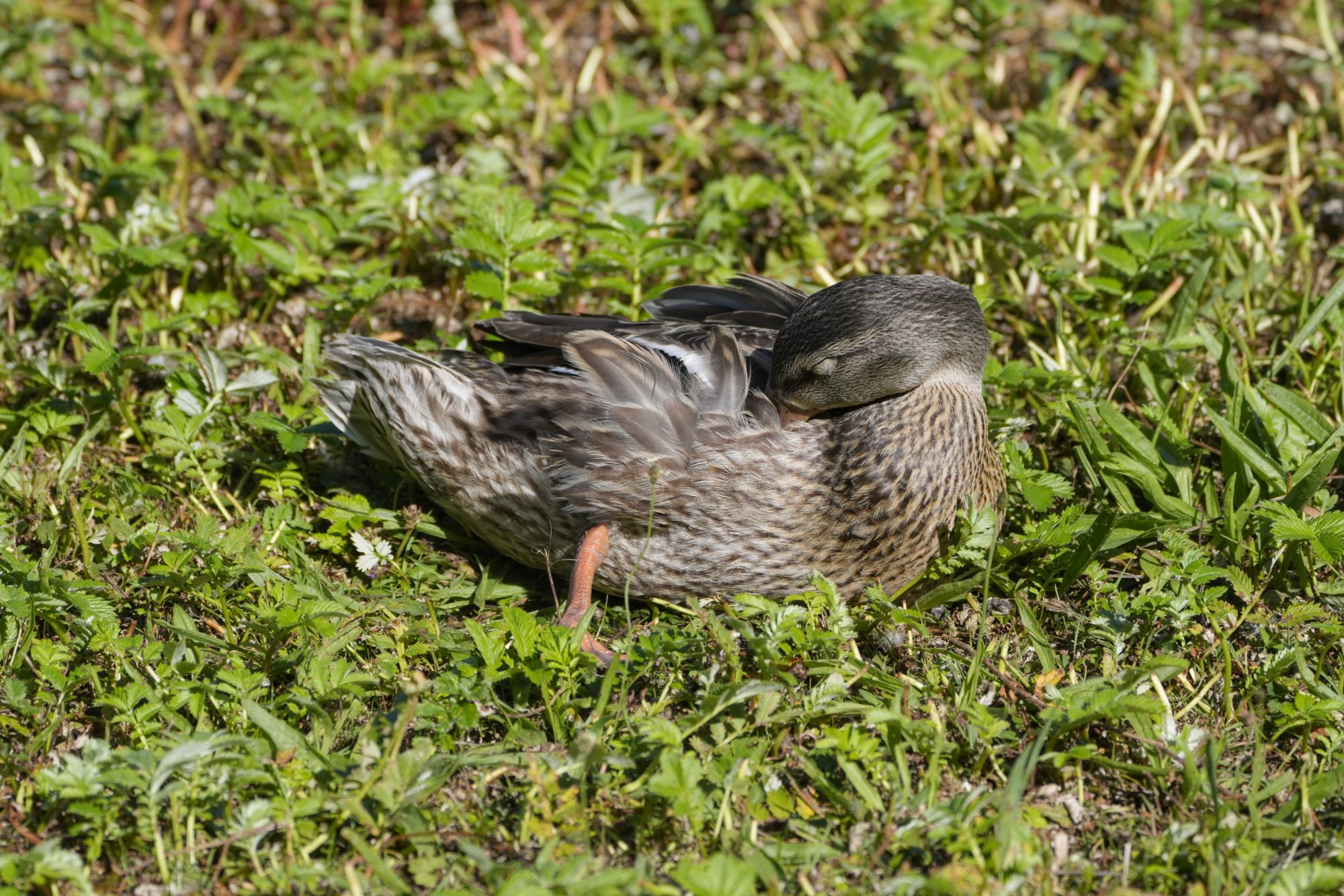 A female Mallard duck is napping in the grass