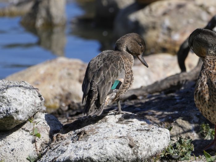 A female Green-winged Teal is sitting on some rocks by the water