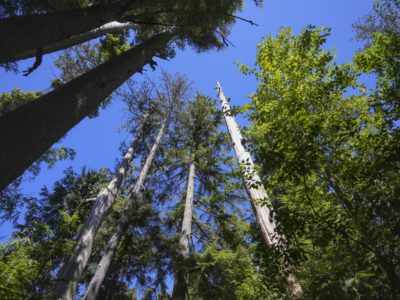 Looking up at the trees towering above me