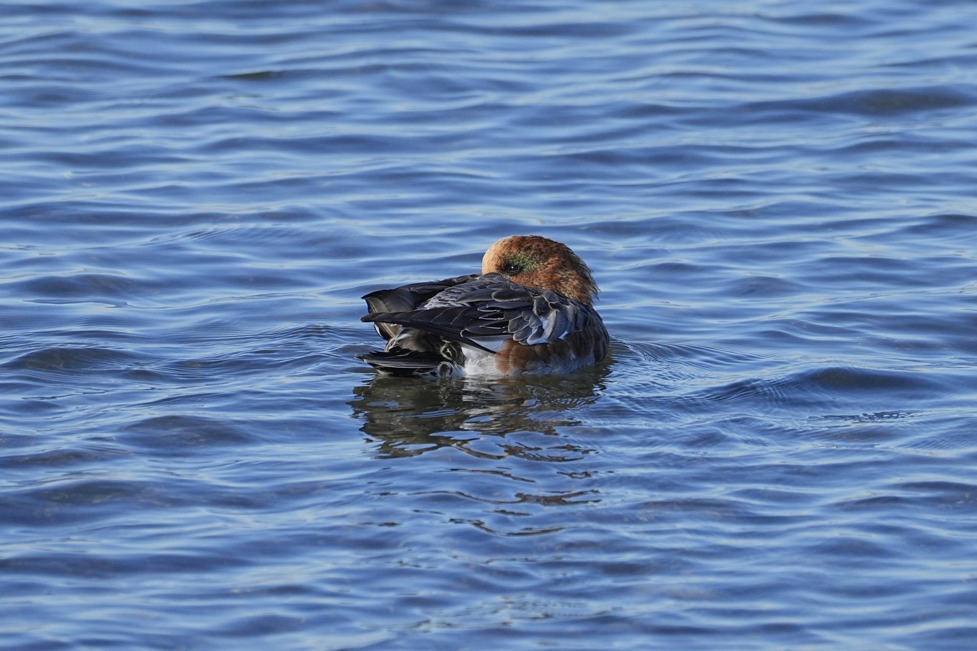 A male Eurasian / American Wigeon hybrid, snoozing on the water with his bill tucked under its wing. The colours are mostly Eurasian Wigeon red and yellow, but there is a bit of green behind its eye