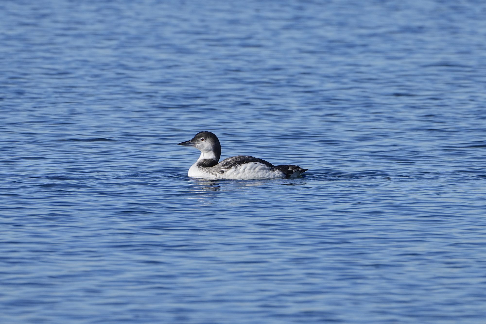 A Common Loon, in adult nonbreeding colours, is calmly floating on water