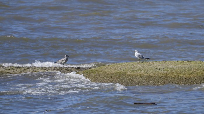 Two Ring-billed Gulls on a small sandbar