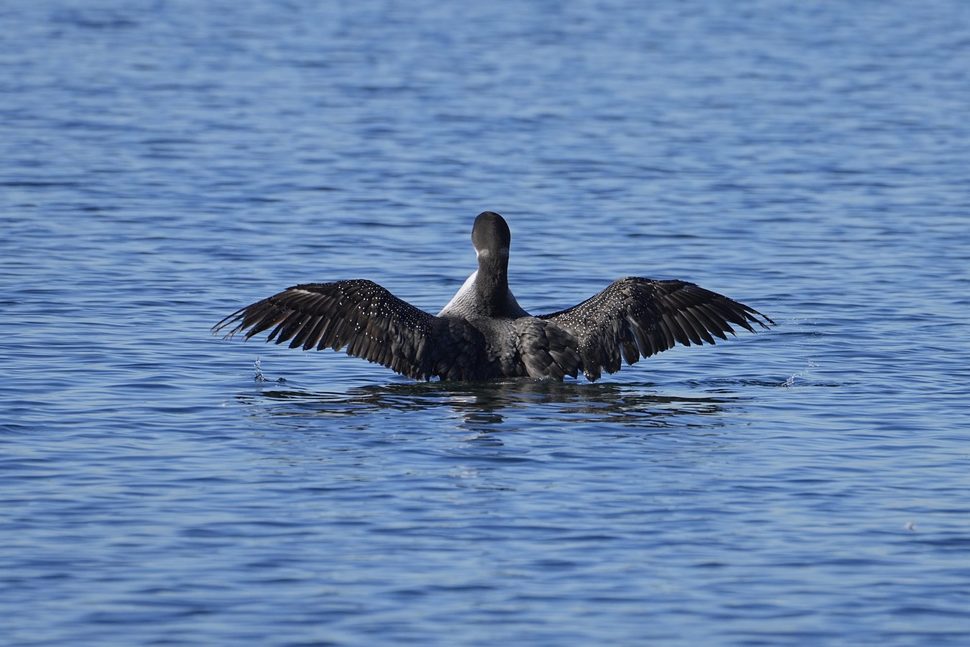 A Common Loon is on the water, flapping its wings. It is facing away from us