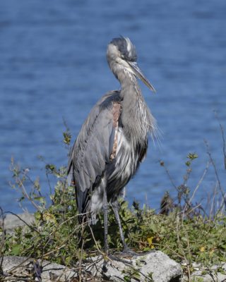 A Great Blue Heron standing with its eyes closed, on a small island in Lost Lagoon