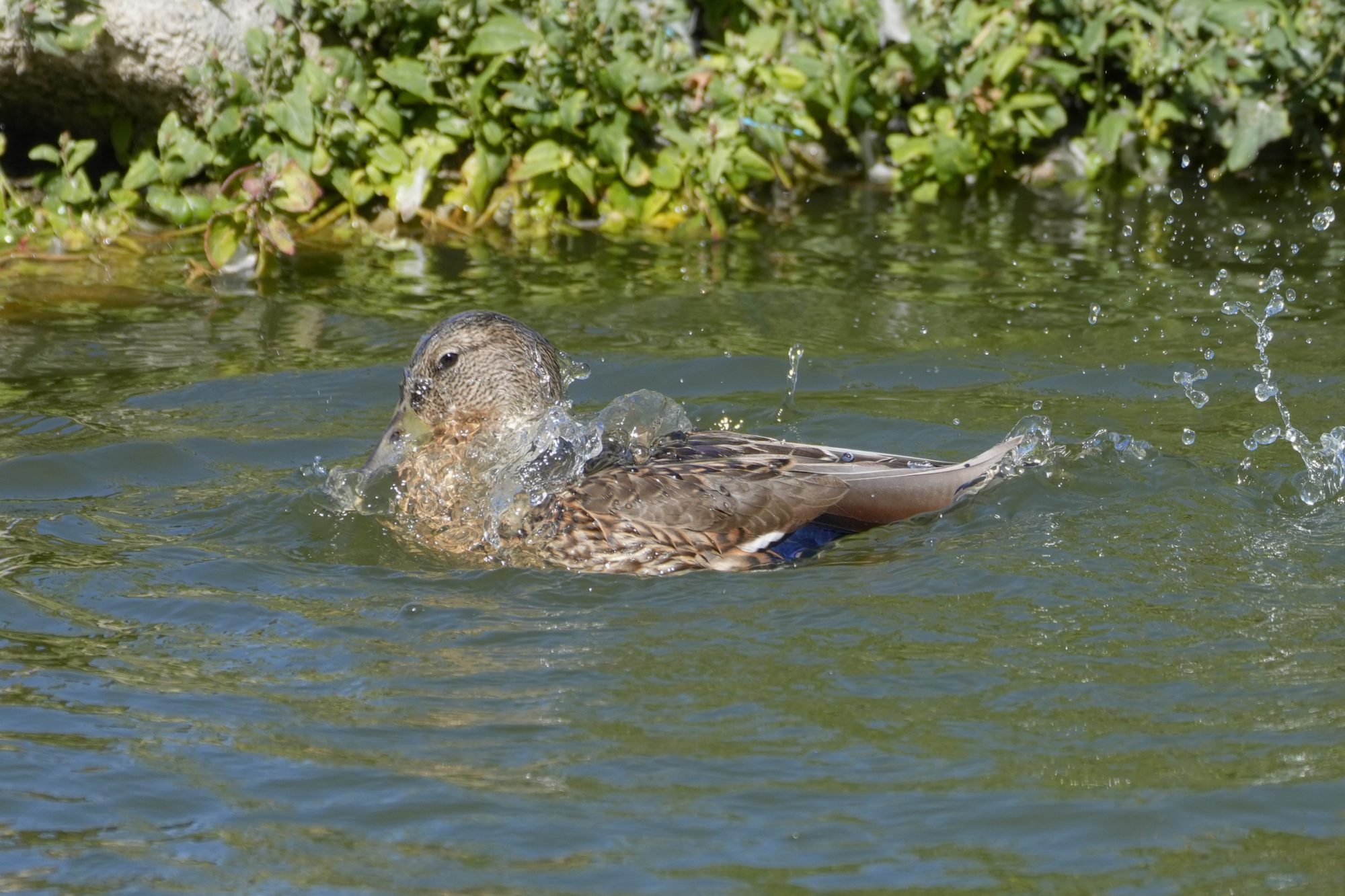 A female Mallard is in the water, with water partly covering her and flowing away