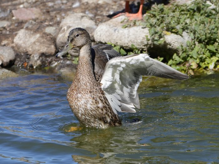 A female Mallard rearing up from the water and flapping her wings. The white underside of her left wing is clearly visible