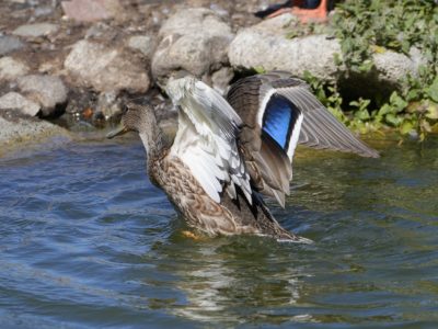 A female Mallard rearing up from the water, mostly with her back to me, and flapping her wings. The white underside of her left wing is clearly visible, as is the iridescent patch on her right