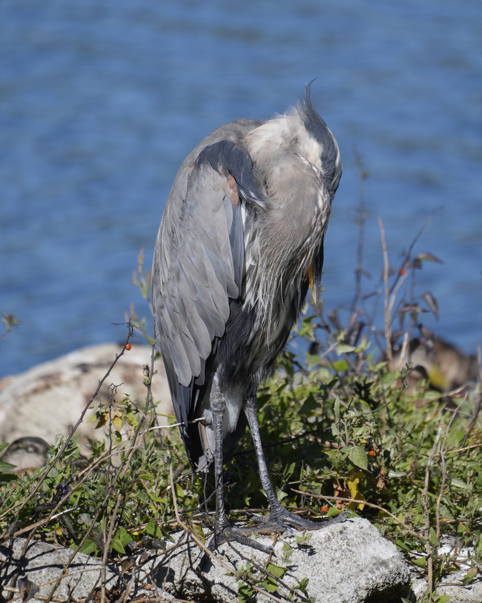 A Great Blue Heron standing with its head tucked under its wing, on a small island in Lost Lagoon