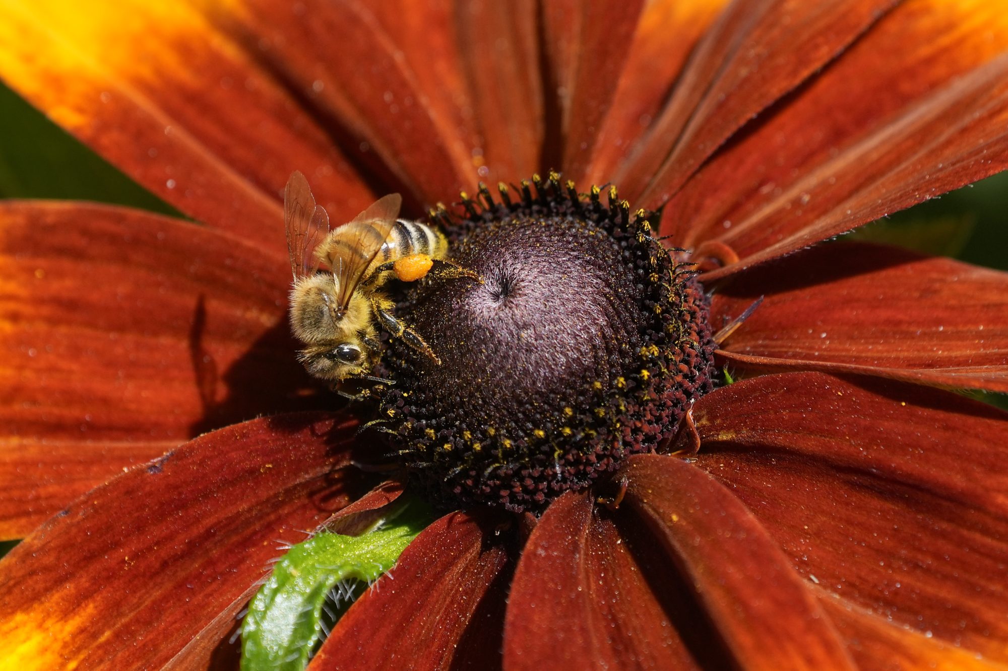 A honeybee on a dark red / orange flower