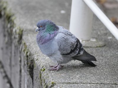 A pigeon on the seawall, extremely fluffed out to combat the cold