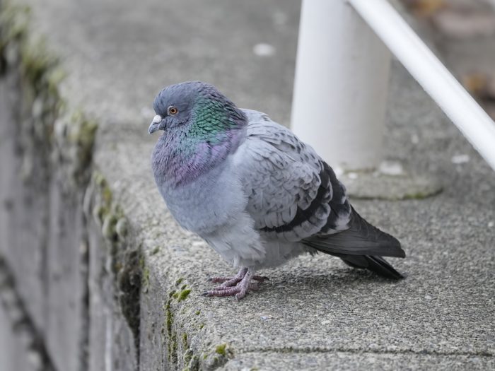 A pigeon on the seawall, extremely fluffed out to combat the cold