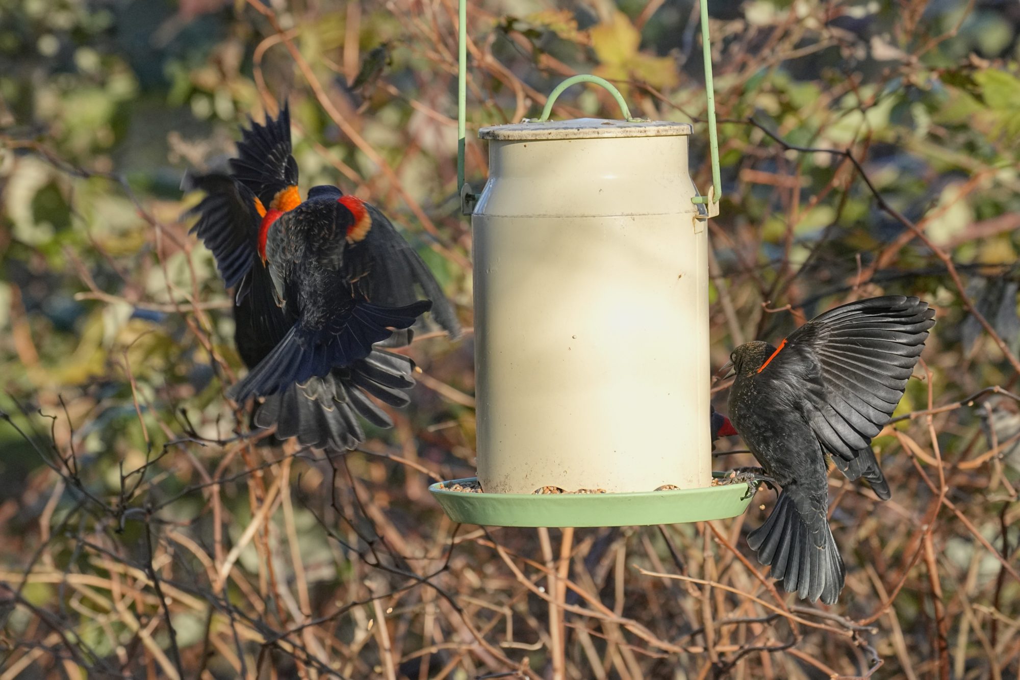 Several male Red-winged Blackbirds are scuffling and displaying around a feeder