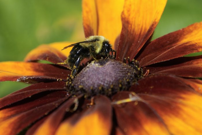 Bumblebee on dark red / orange / yellow flower, on a green background